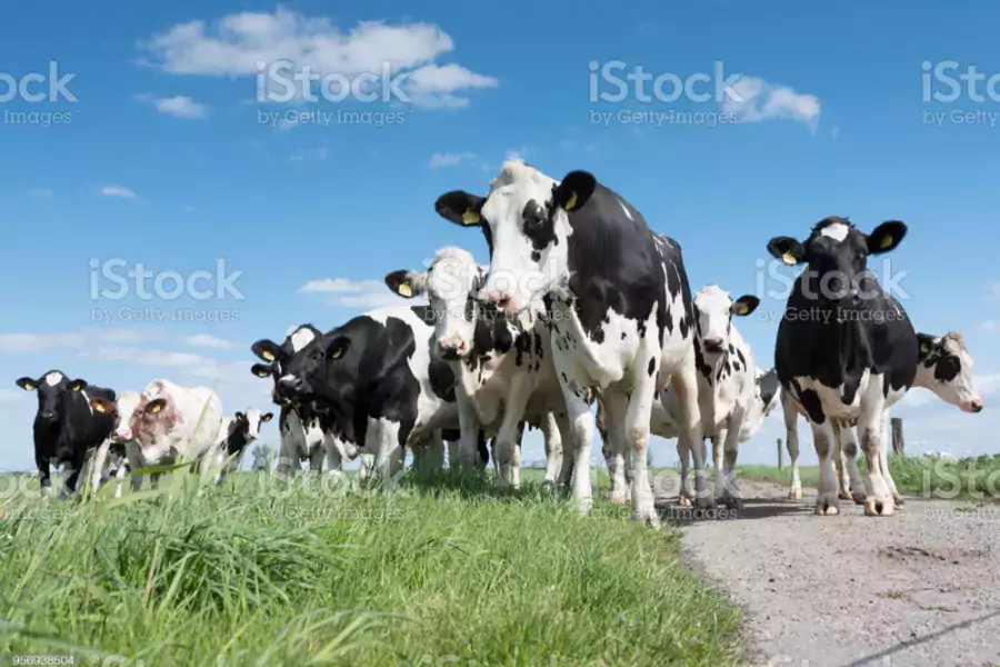 Koeien in weiland